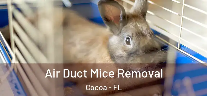 Air Duct Mice Removal Cocoa - FL