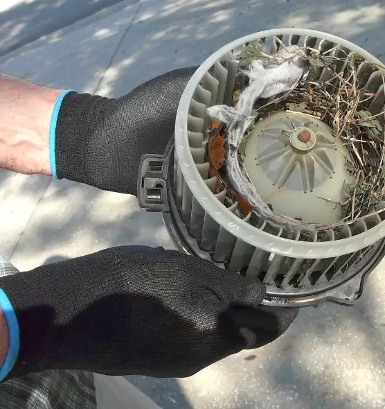 About Air Duct Mice Removal in Cocoa, FL